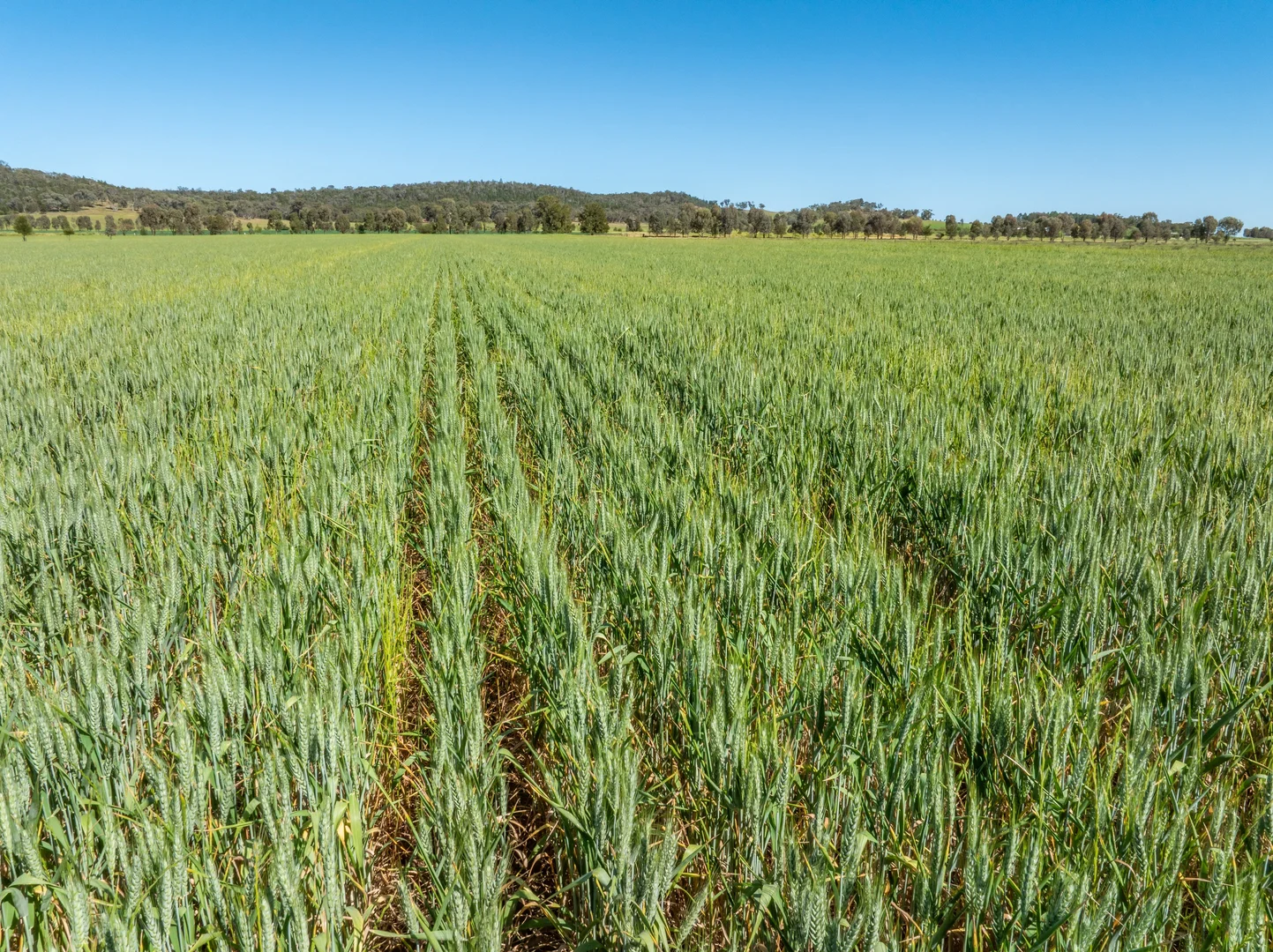 Additional image 30 of 92 Campbells Lane, Canowindra NSW 2804