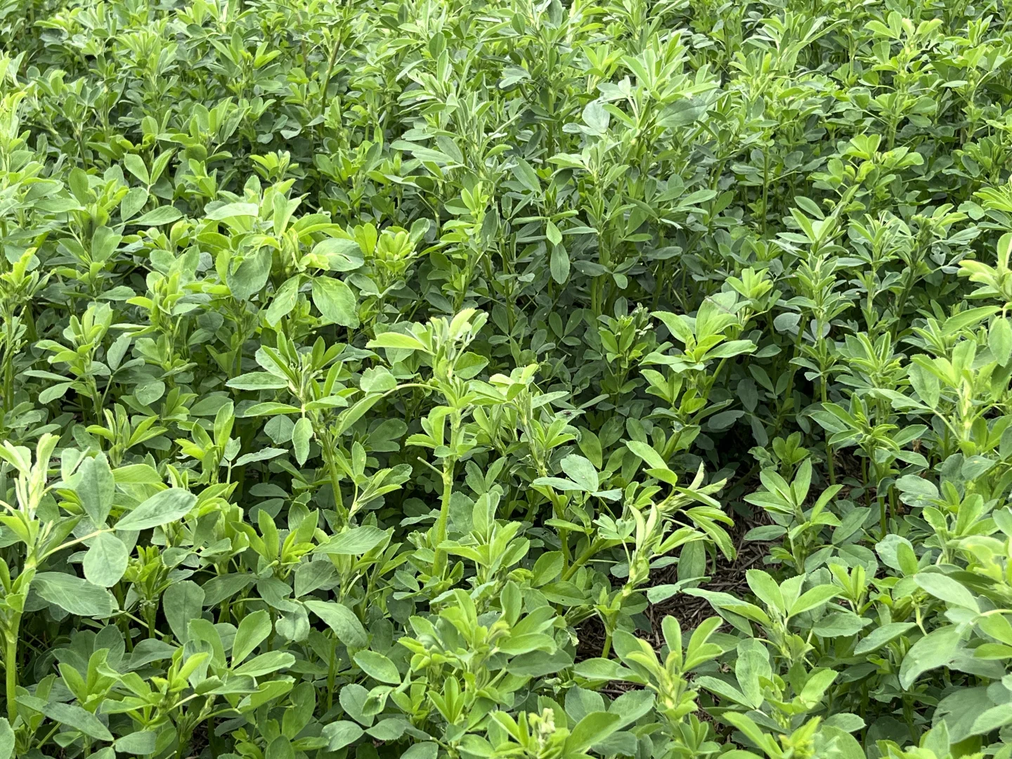 Additional image 7 of 2117 Senior Road, Senior SA 5268