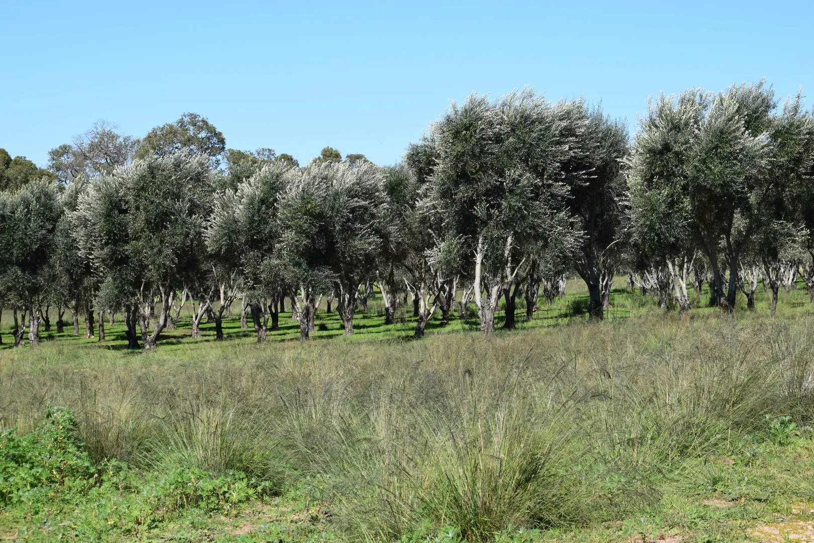 Additional image 5 of 62 Cheriton Road, Gingin WA 6503