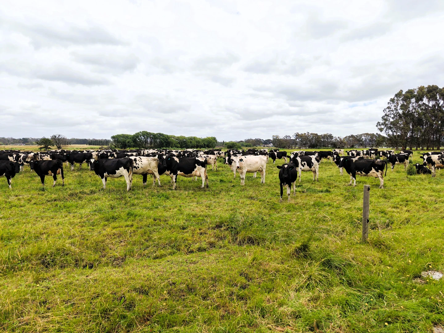 Additional image 5 of 401 Purrumbete Estate Road, Koallah VIC 3260