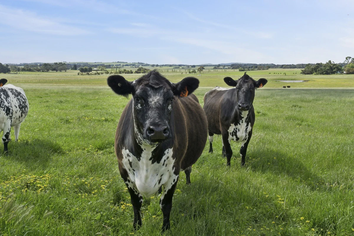 Additional image 7 of 45 Holmchase Road, Elliminyt VIC 3250