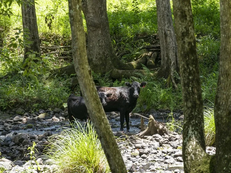 Additional image 25 of 495 Brays Creek Road, Pumpenbil NSW 2484