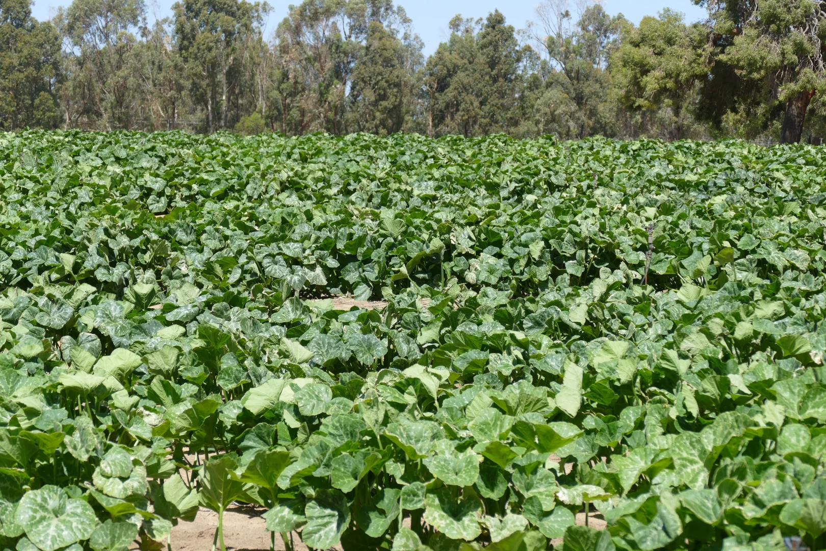 Additional image 14 of 209 Rangeview Drive, Wanerie WA 6503