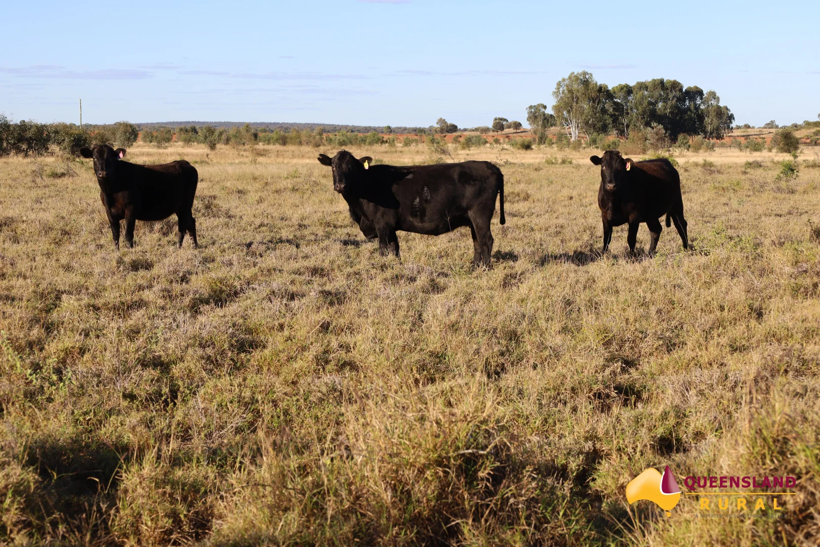 Additional image 22 of Llanarth QLD 4820