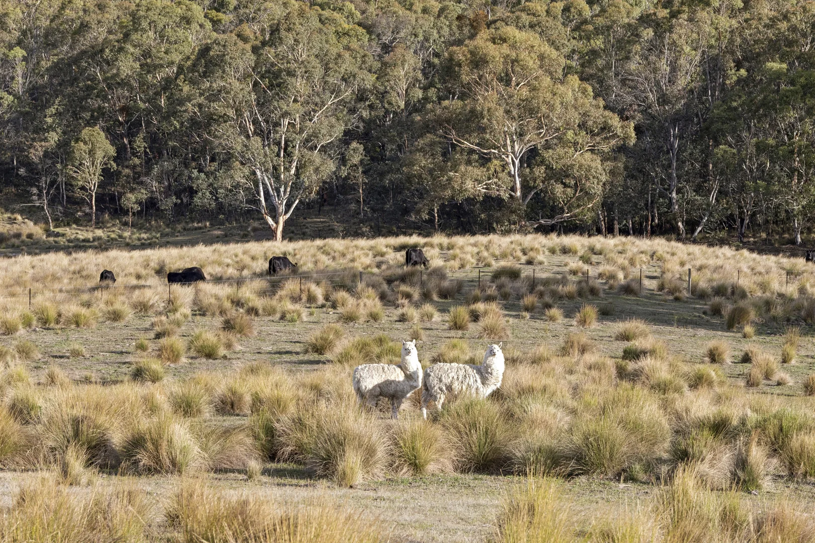 Additional image 33 of 507 Harolds Cross Road, Captains Flat NSW 2623