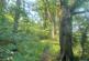 Additional image 11 of Mere Brow Wood (almost 13 acres), Mere Brow, Preston, Lancashire PR4