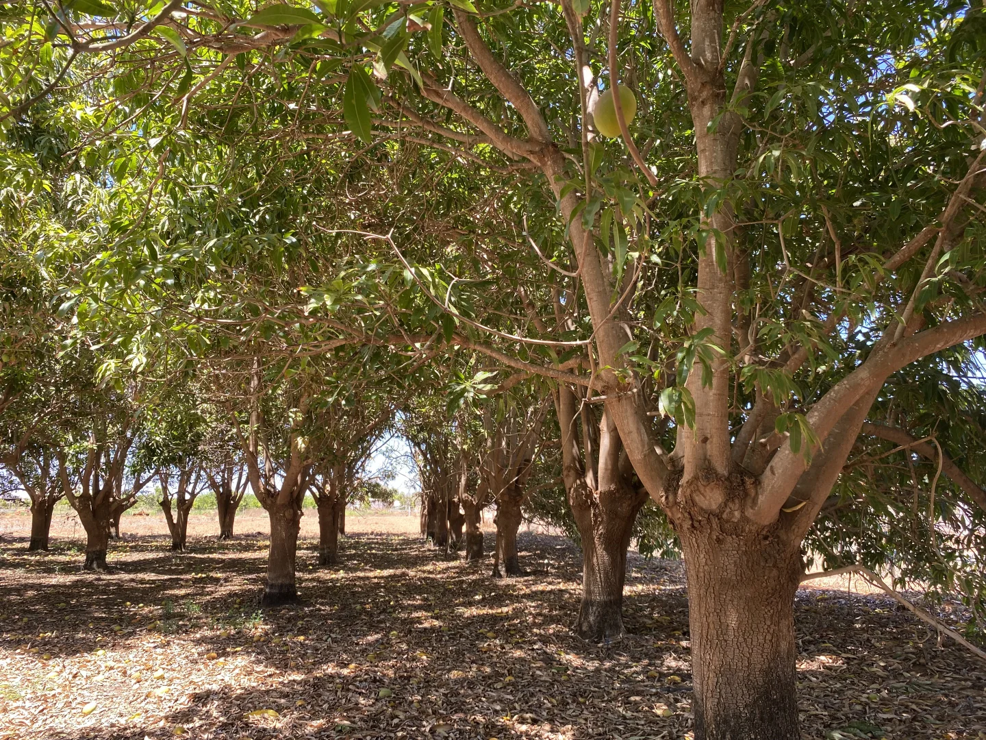 Additional image 44 of 600 South River Road, South Plantations WA 6701