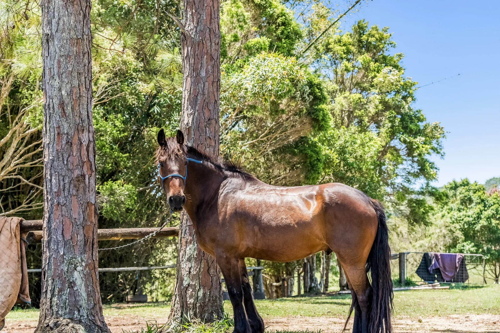 Additional image 34 of 426 Coopers Shoot Road, Coopers Shoot NSW 2479