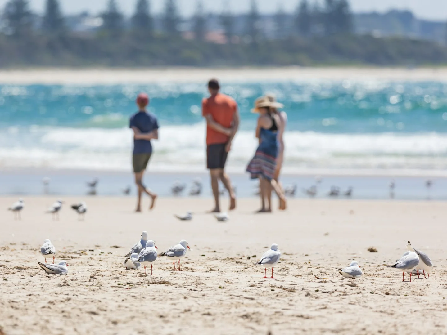 Additional image 29 of 217/78-80 Marine Parade, Kingscliff NSW 2487