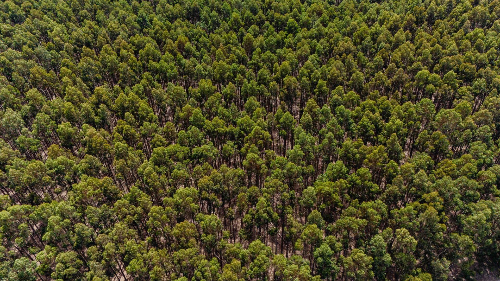 Additional image 10 of Wattle Range SA 5280