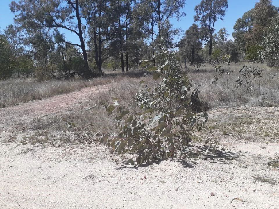 Additional image 4 of #122 Kofoeds Road, Tara QLD 4421