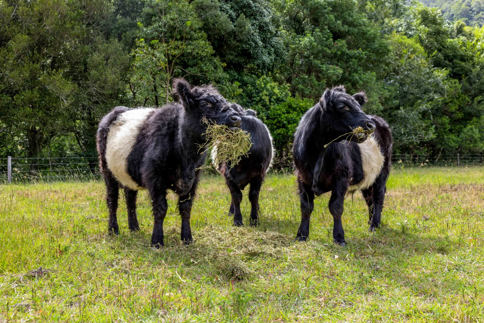 Additional image 21 of 704 Lamington National Park Road, Canungra QLD 4275