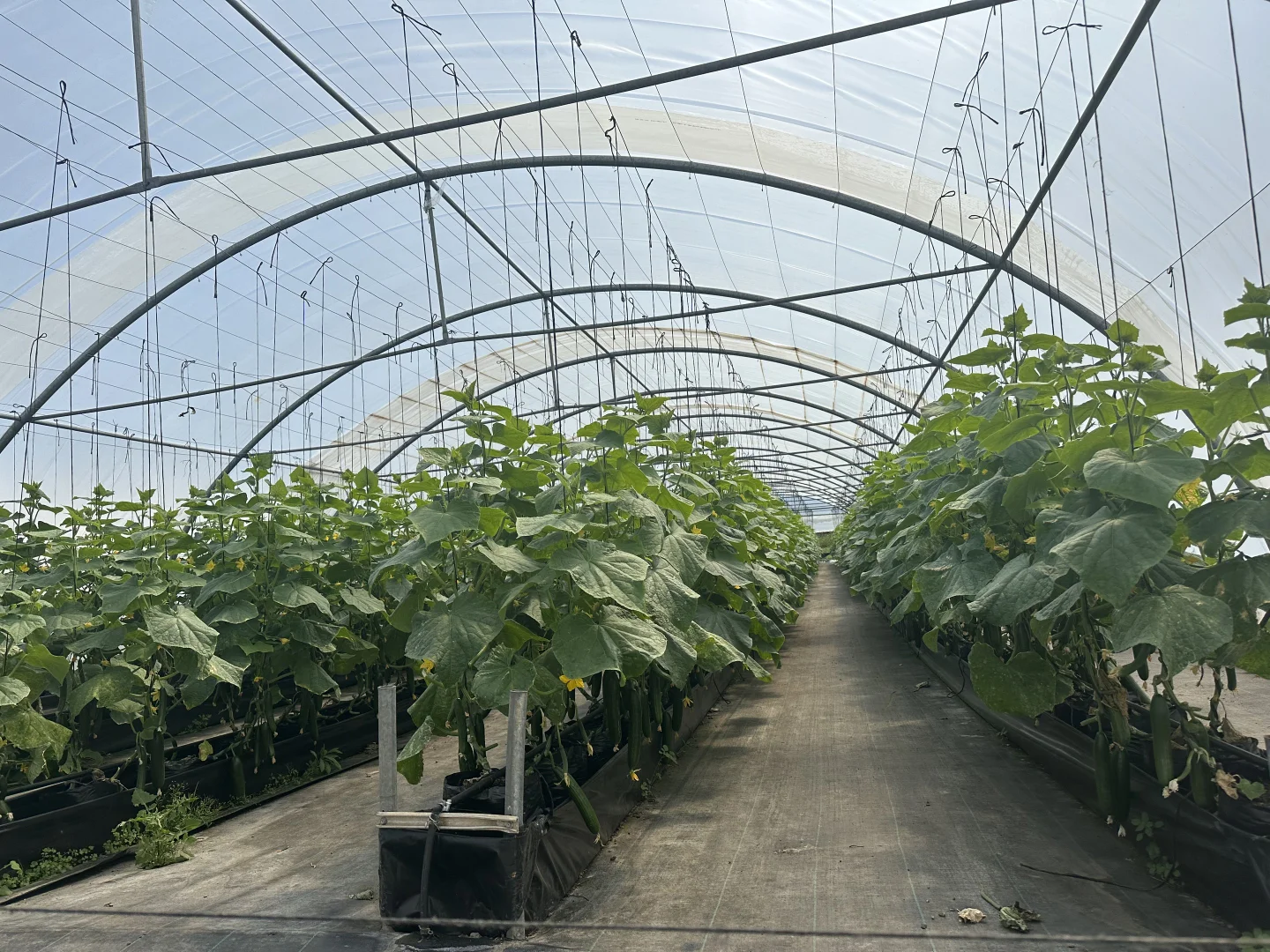 Additional image 9 of 30 Devonshire Road, Rossmore NSW 2557