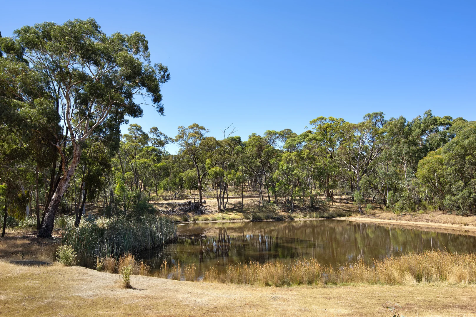 Additional image 19 of 167 Wright Street, Elphinstone VIC 3448