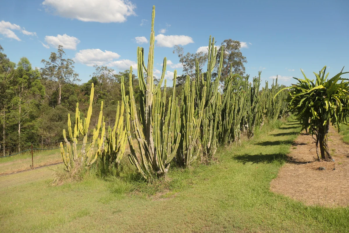 Additional image 41 of Bulldog NSW 2469