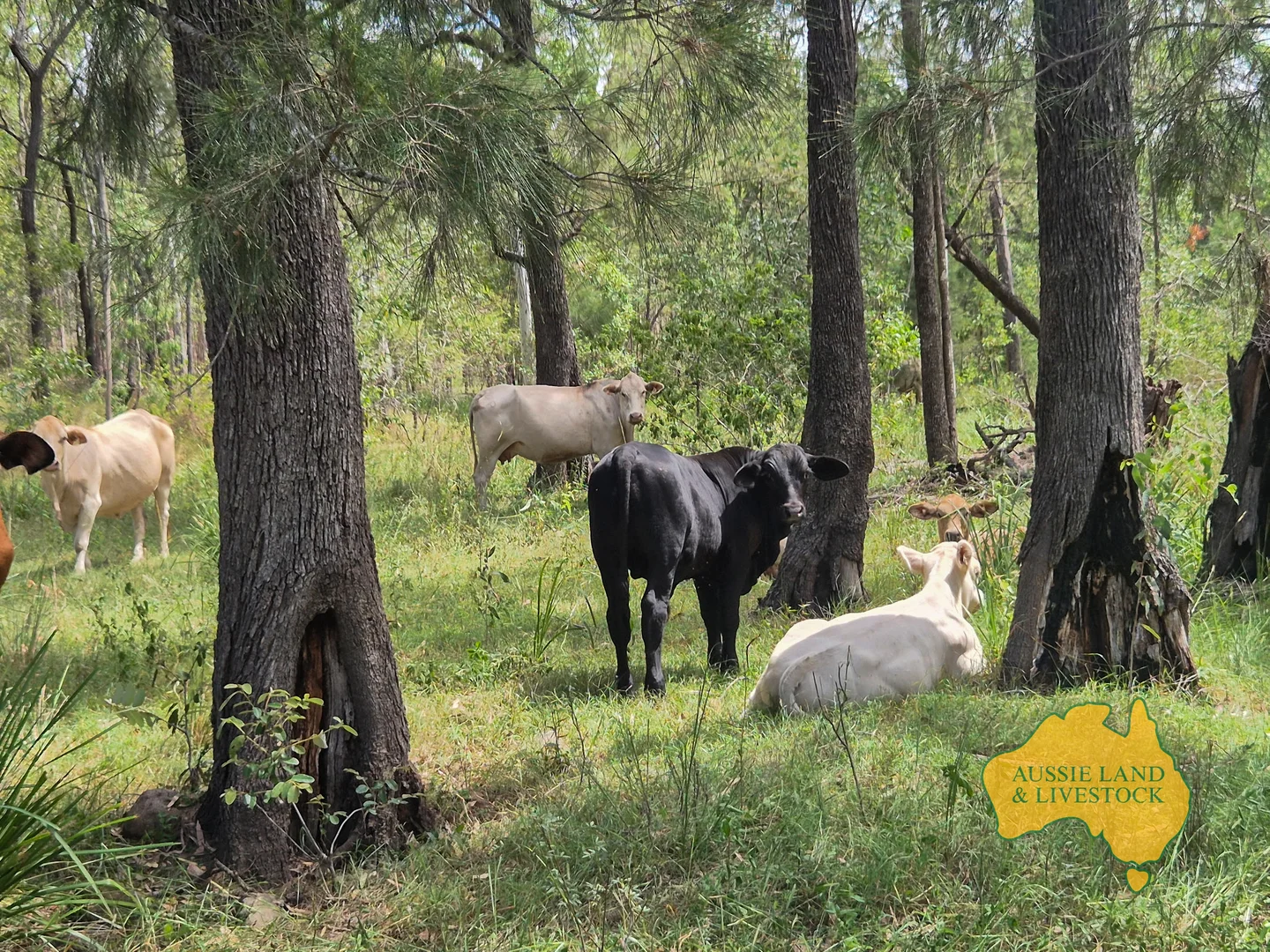 Additional image 56 of 43 & 50, . Kalliwa Road, Mingo QLD 4625