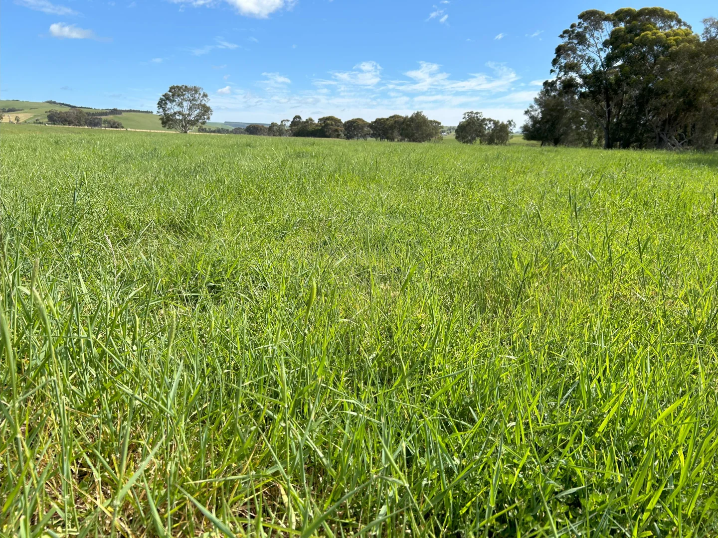 Additional image 4 of Cnr Glenelg Highway and Denhills Road, Coleraine VIC 3315