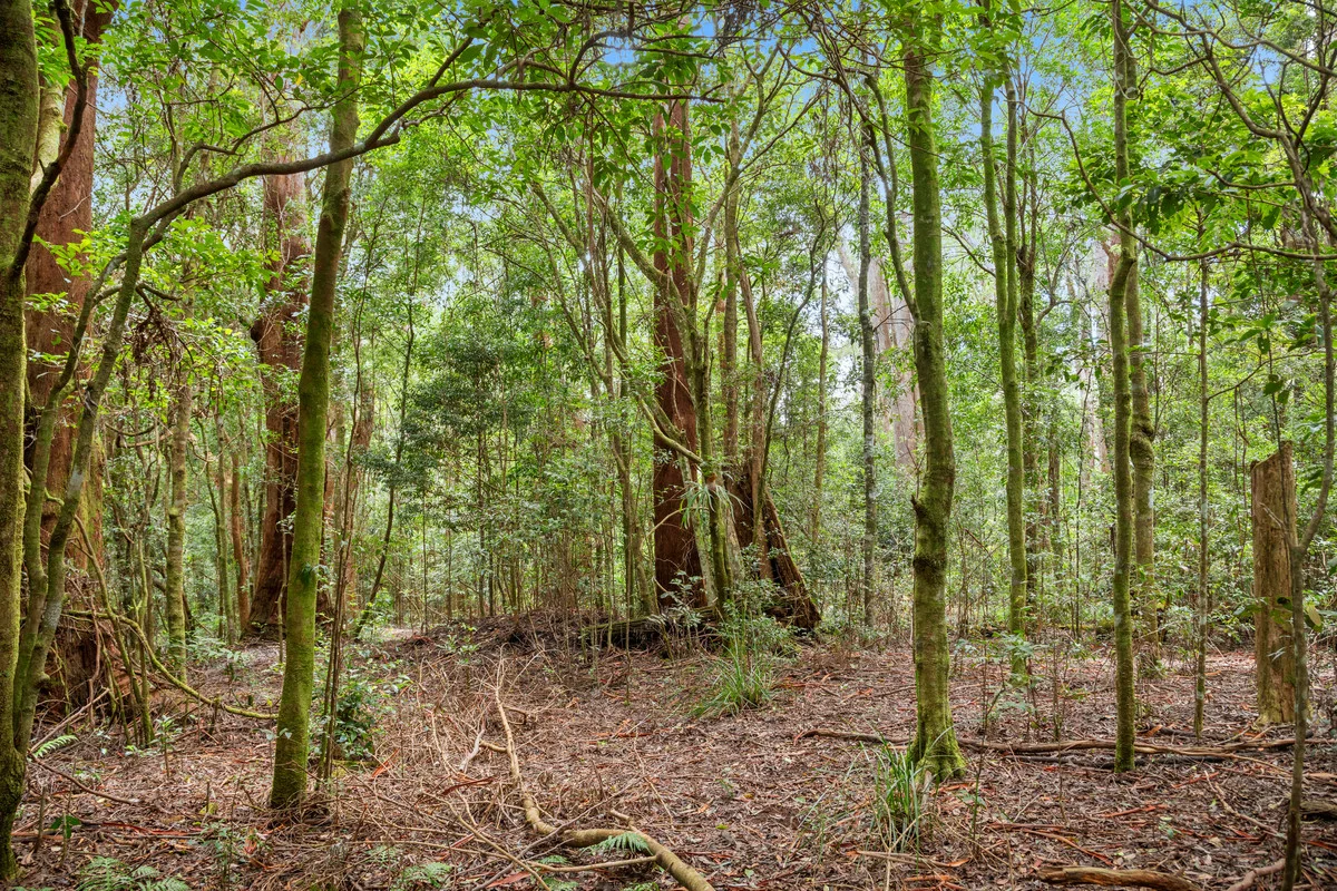 Additional image 6 of 5 Banksia Road, Springbrook QLD 4213