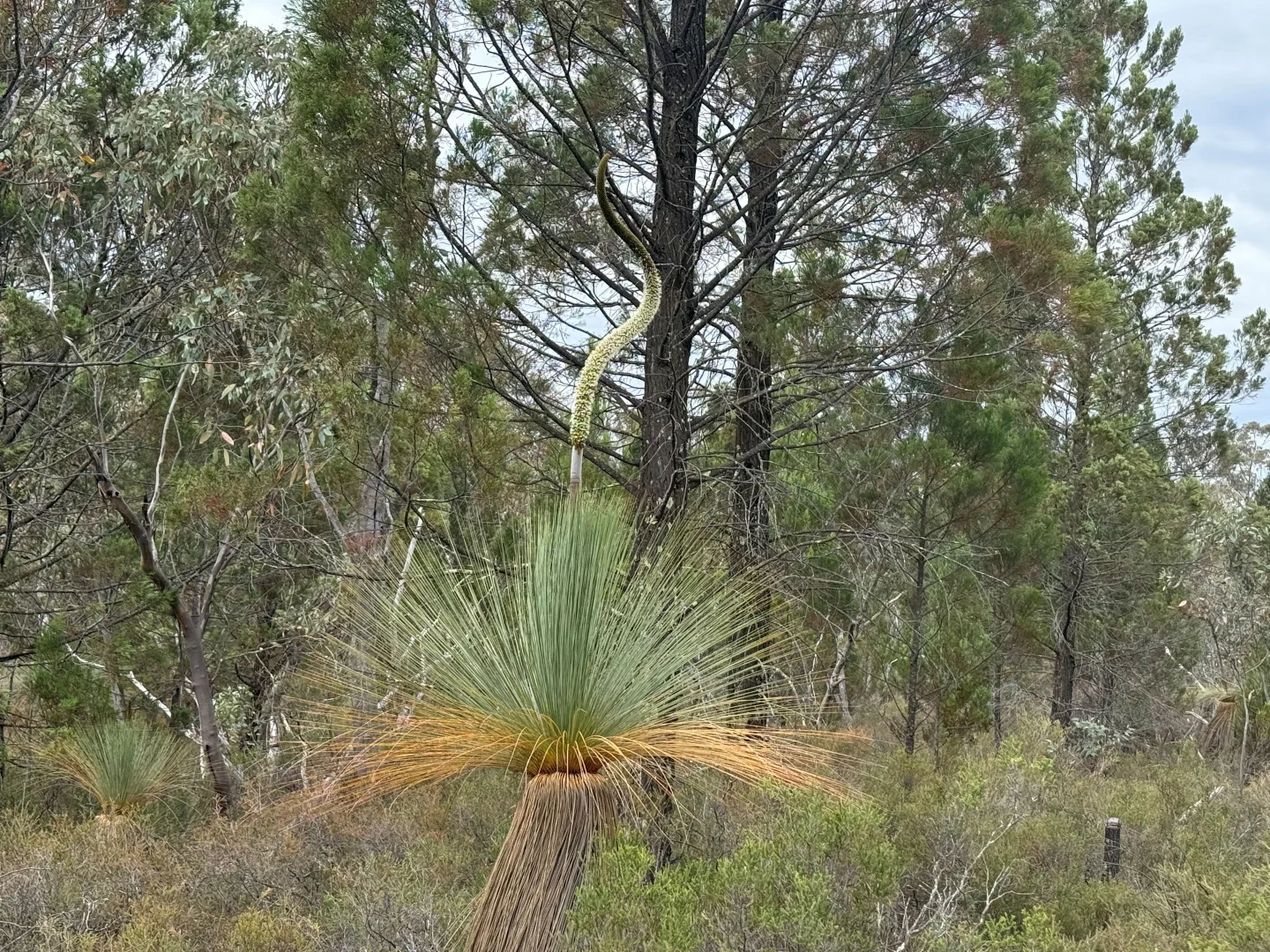 Additional image 3 of 'The Backwoods' 1054 Burley Griffin Way, Temora NSW 2666