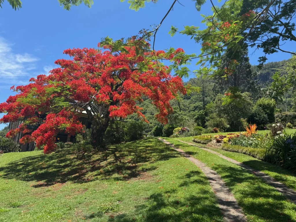 Additional image 6 of 197 Palmwoods Road, Palmwoods NSW 2482