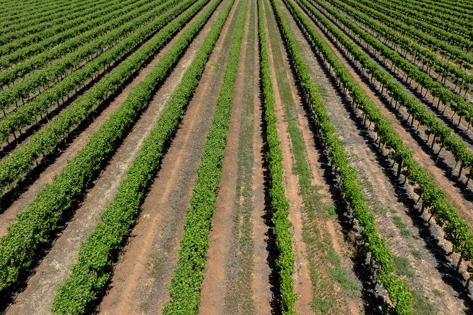 Additional image 3 of Allotment 30 & 31 Coates Road, Barmera SA 5345
