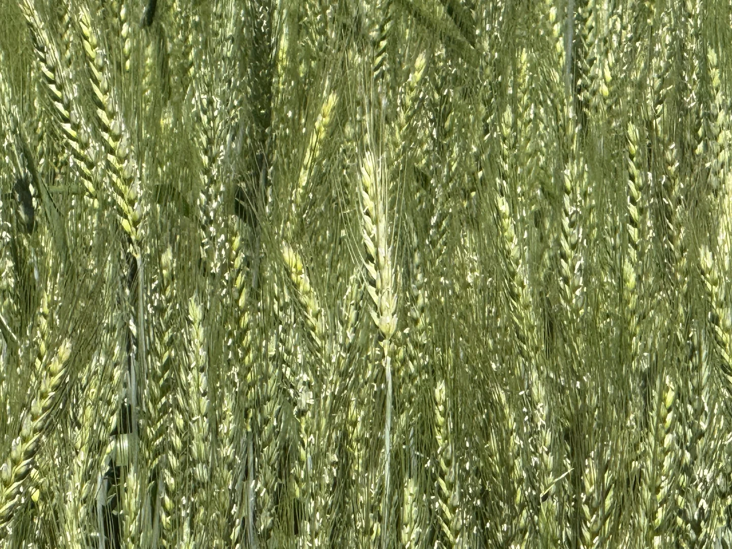 Additional image 5 of 861 Kadina Road, Parkes NSW 2870