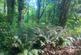 Additional image 8 of Mere Brow Wood (almost 13 acres), Mere Brow, Preston, Lancashire PR4