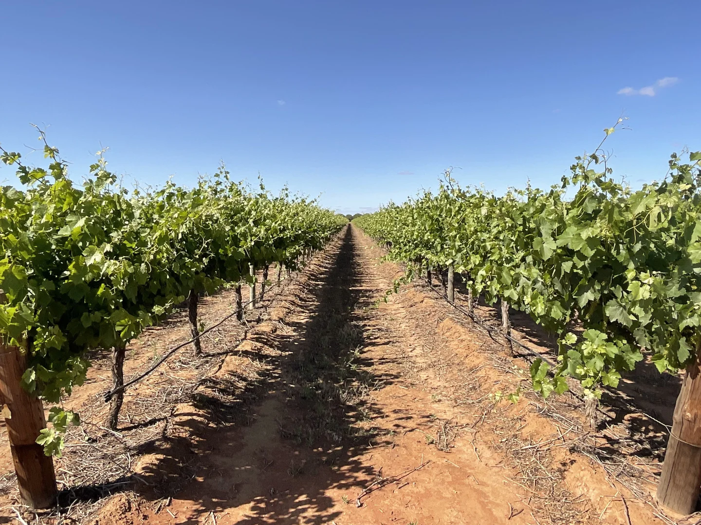 Additional image 6 of 1576 Rankins Springs Road, Myall Park NSW 2681