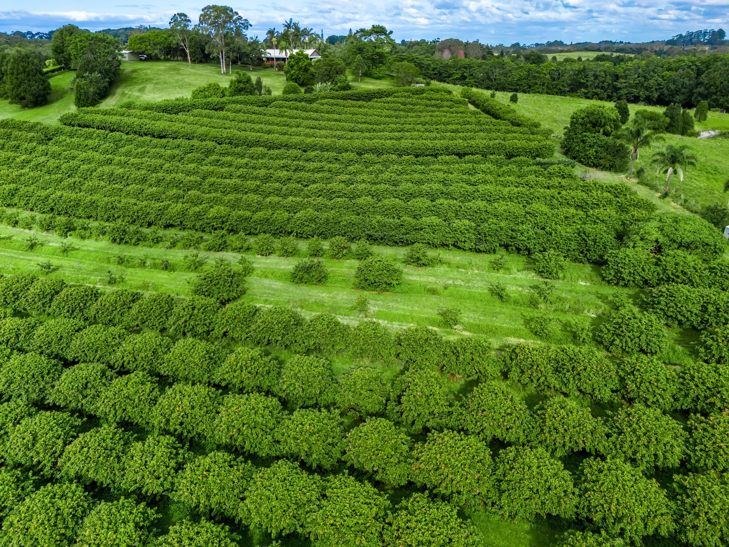 Additional image 4 of 617 Hinterland Way, Newrybar NSW 2479