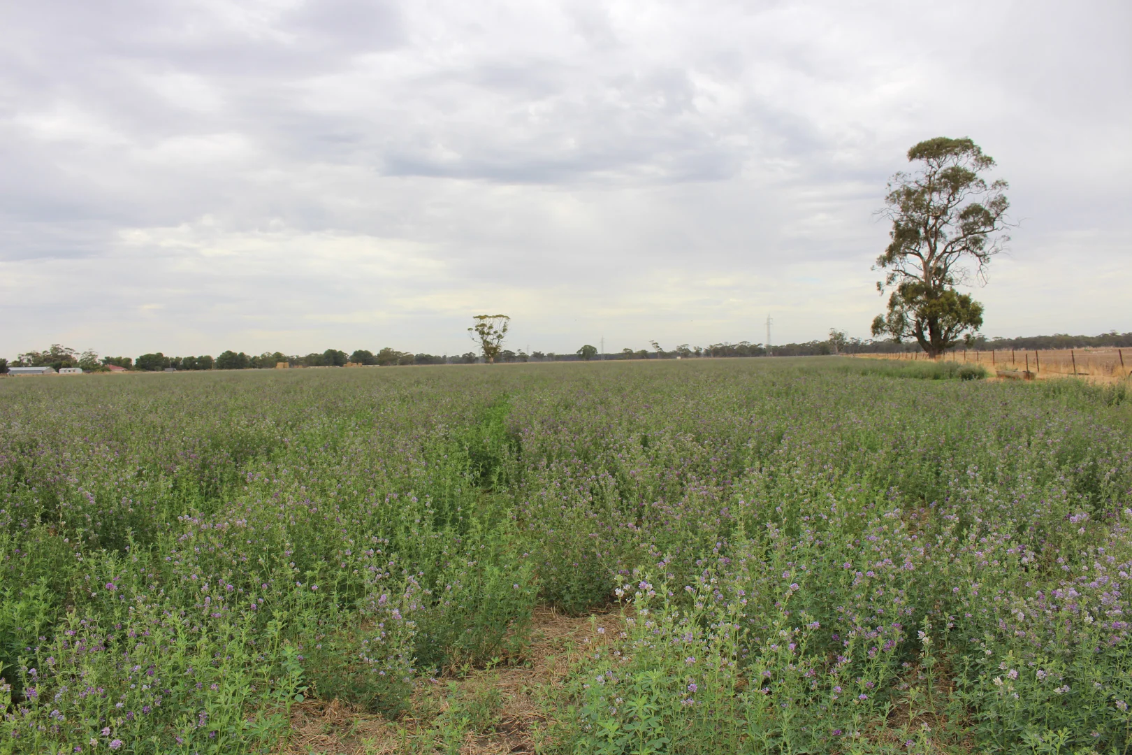 Additional image 19 of 2212 CAREW ROAD, Mundulla SA 5270