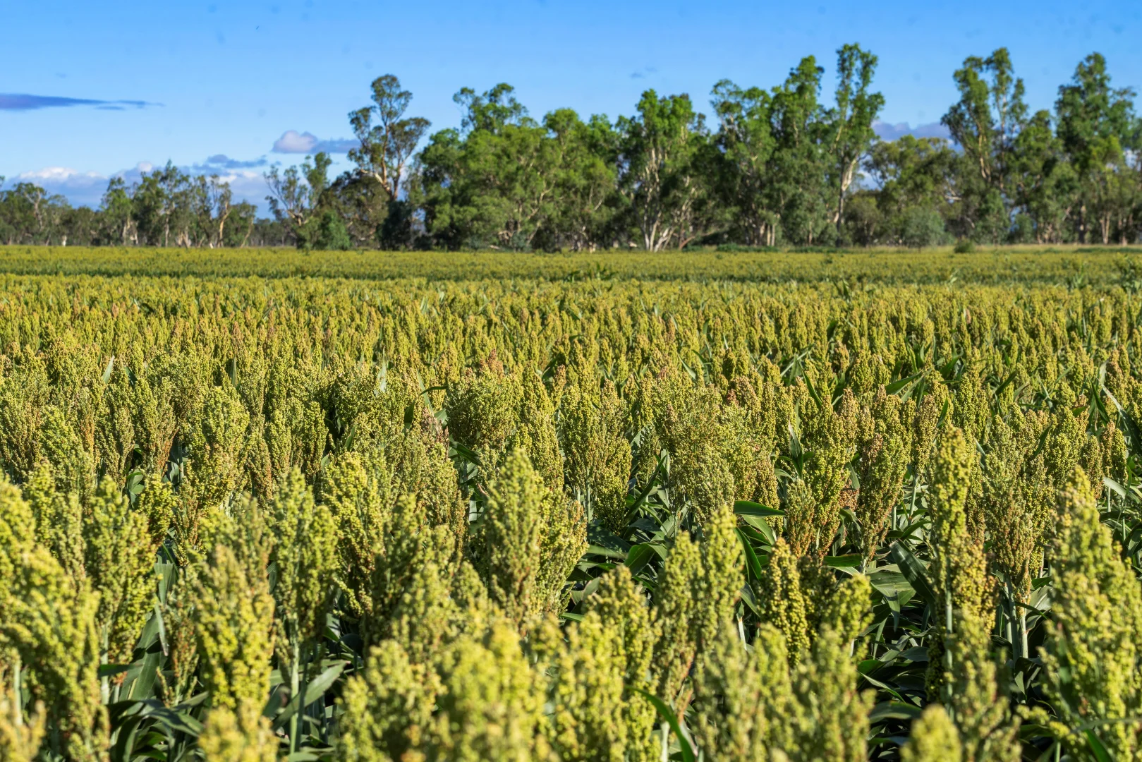 Additional image 7 of 1989 Millmerran Leyburn Road, Tummaville QLD 4352