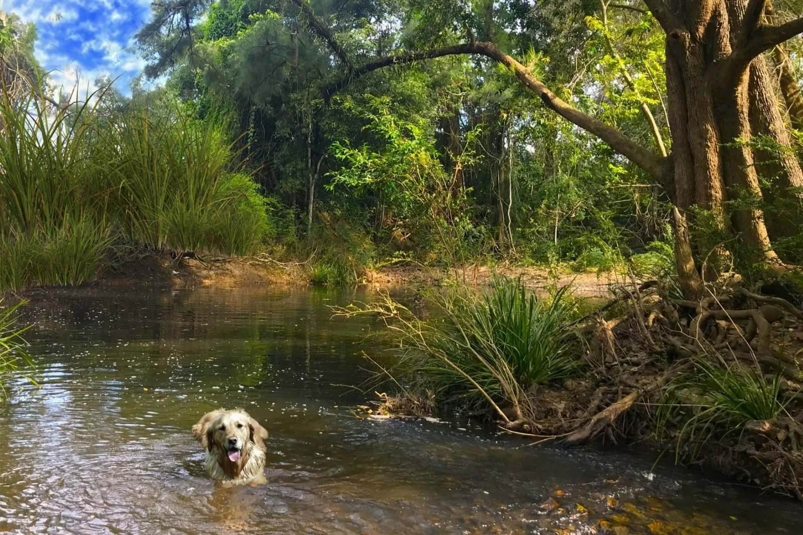 Additional image 25 of 84 Kings Creek Road, Krambach NSW 2429