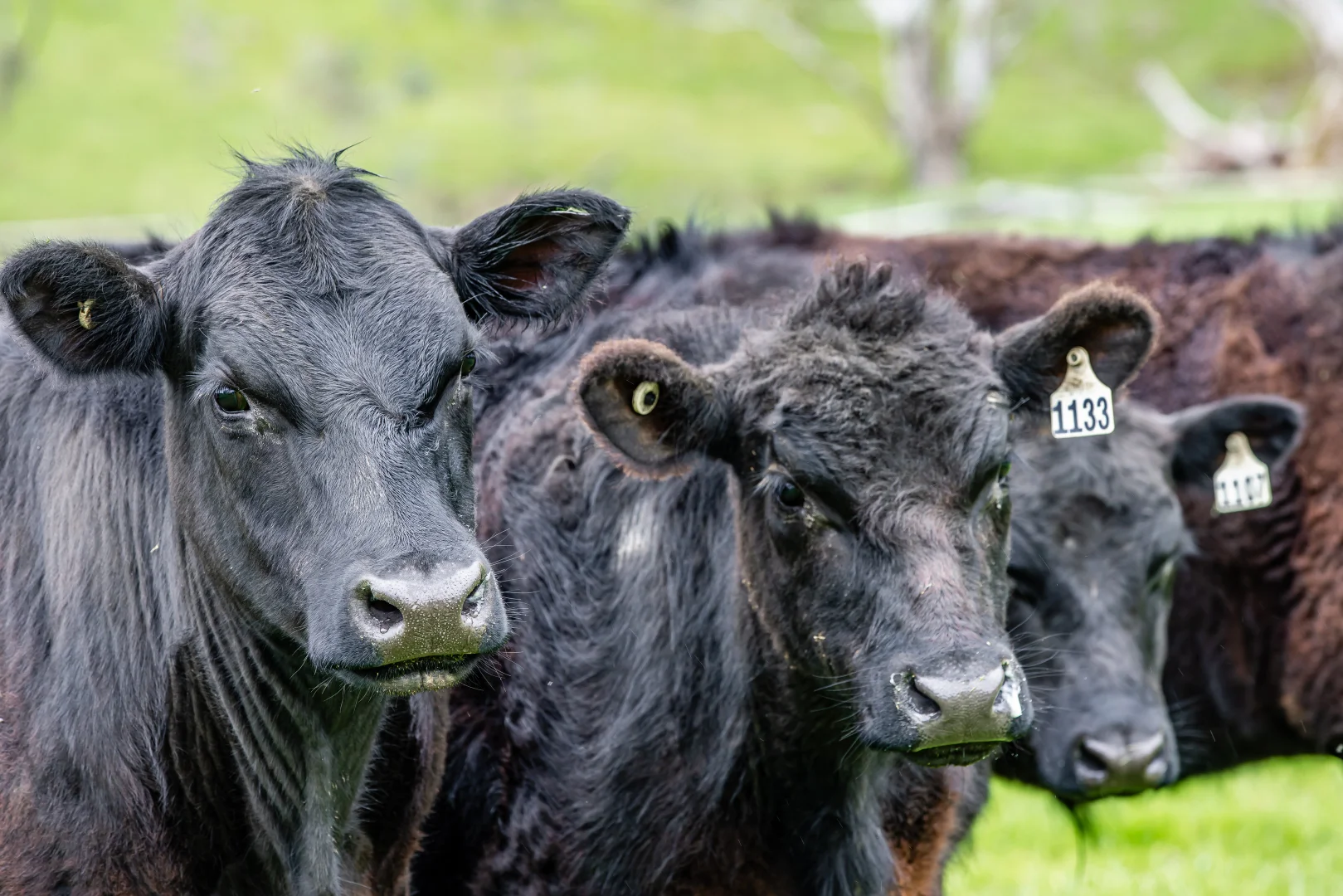 Additional image 14 of 3155 Casterton-Edenhope Road, Chetwynd VIC 3312