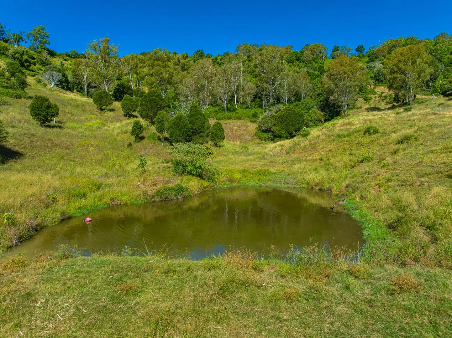 Additional image 33 of 343 Walli Mountain Road, Kenilworth QLD 4574