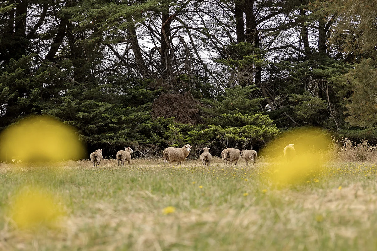 Additional image 20 of 440 Hamilton-Chatsworth Road, Tarrington VIC 3301