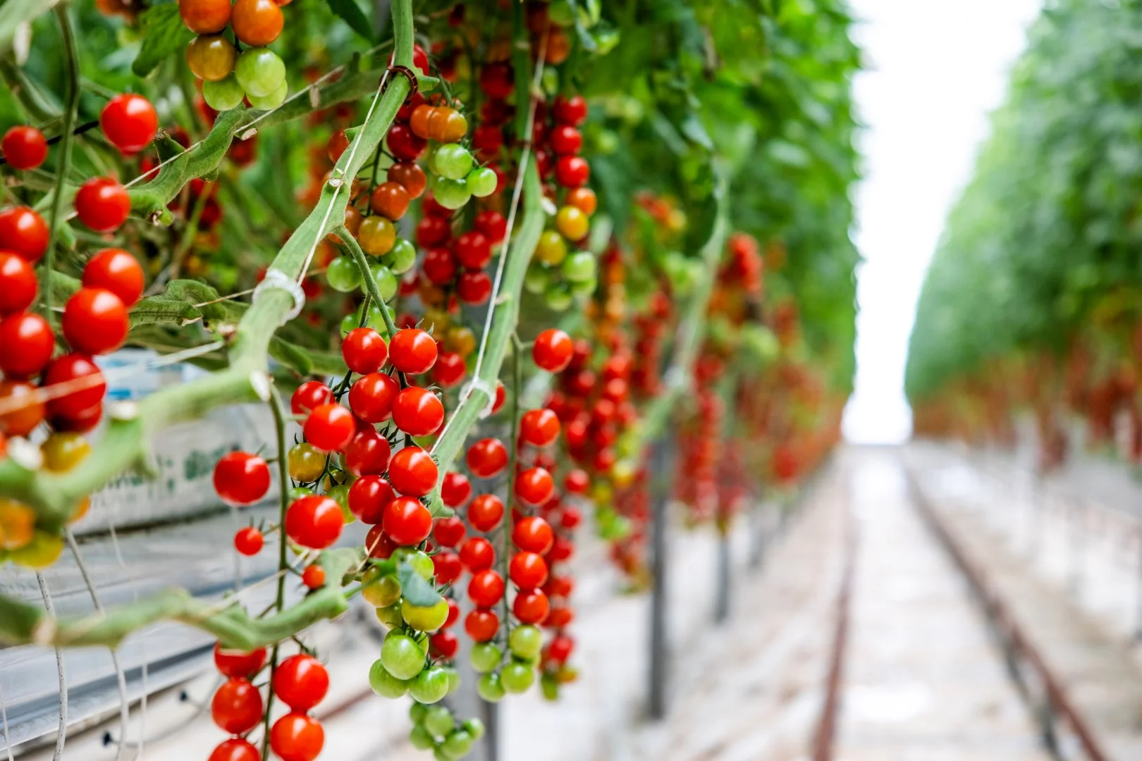 Additional image 6 of 136 Penfield Road, Virginia SA 5120