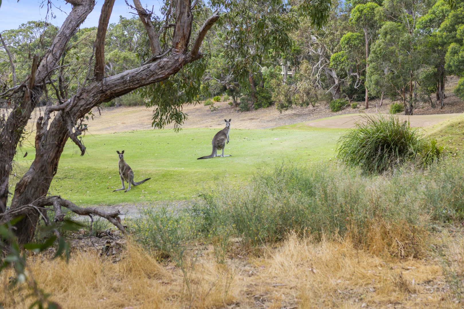 Additional image 6 of 1D McMahon Avenue, Anglesea VIC 3230