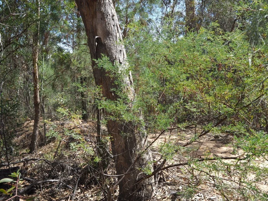 Additional image 11 of Lot 23 Melrose Estate Road, Warialda NSW 2402