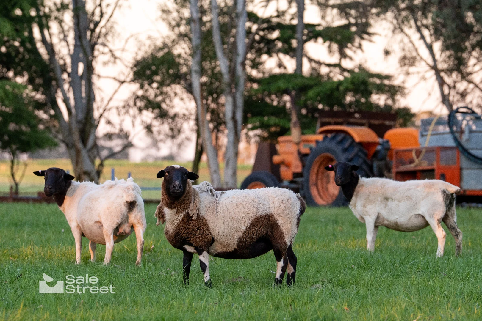 Additional image 4 of 31 Curralea Lane, Forest Reefs NSW 2798