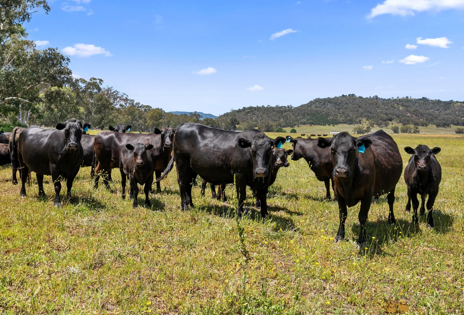 Additional image 28 of "Riverside" 826 Wittagoona Road, Halls Creek NSW 2346