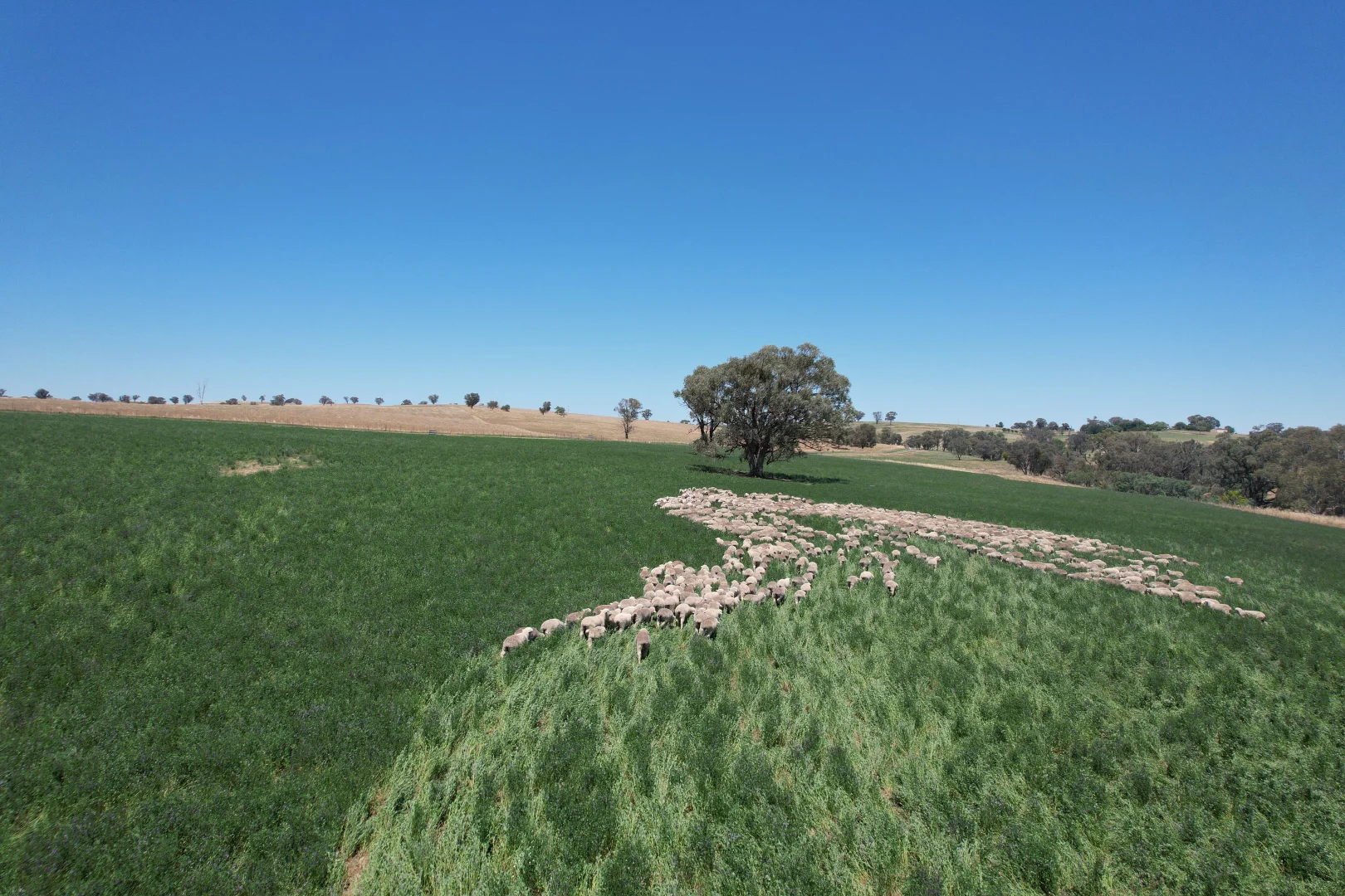 Additional image 8 of 1507 Pine Mount Road, Woodstock NSW 2793