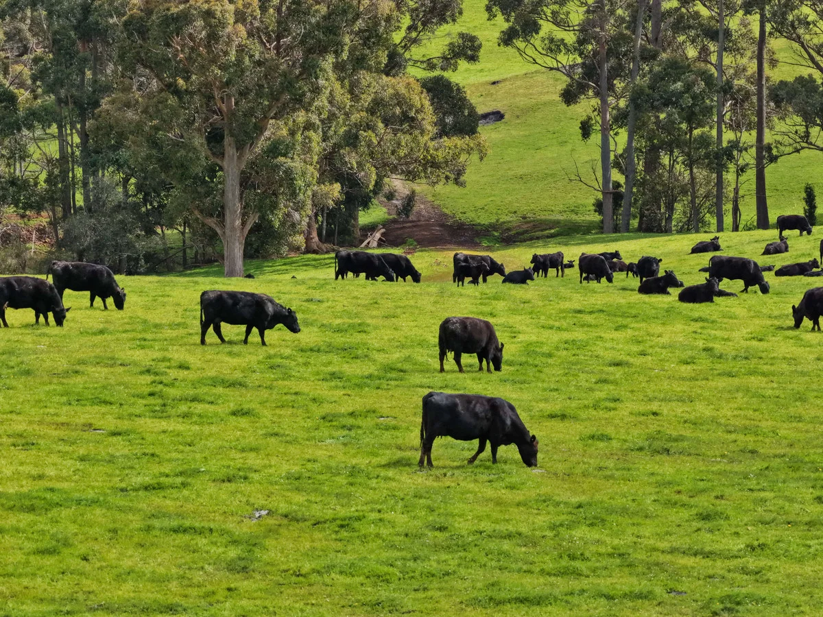 Additional image 9 of 220 Horns Road, Riana TAS 7316