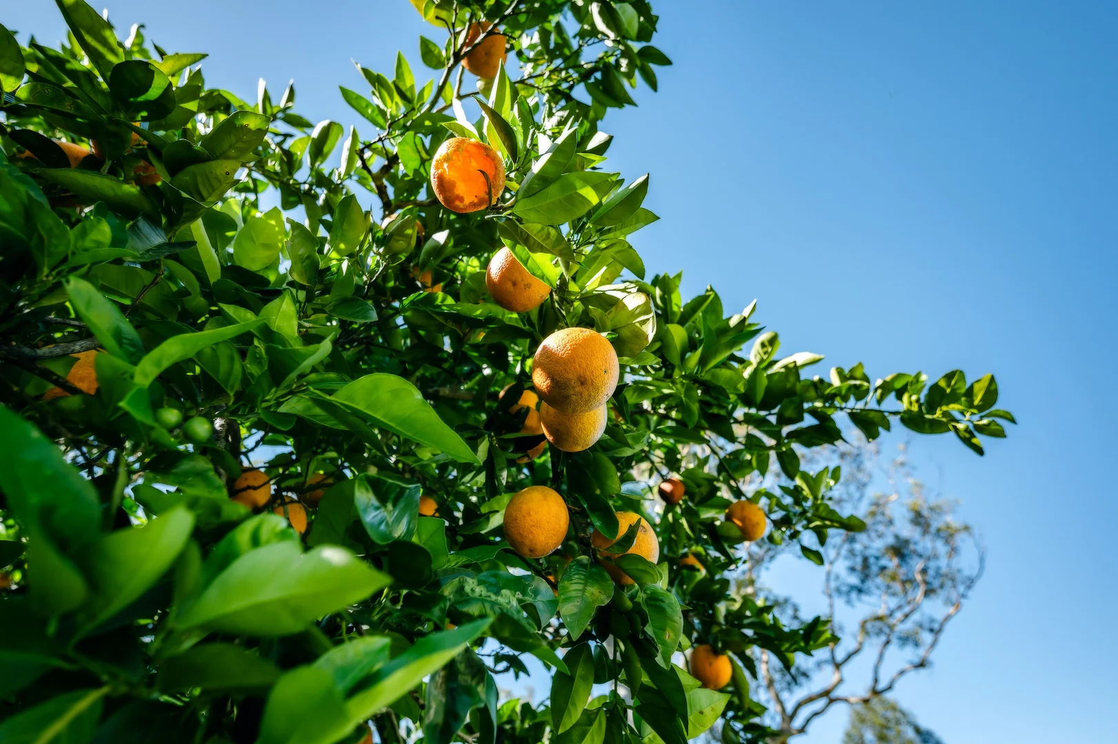 Additional image 21 of 190 Promised Land Road, Bellingen NSW 2454