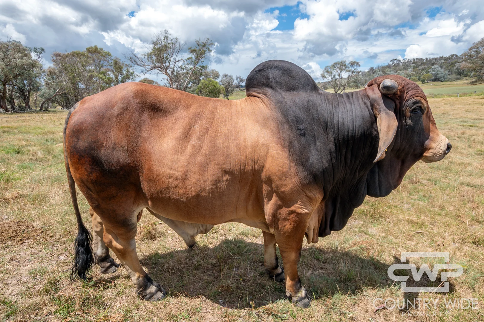 Additional image 29 of 1651 Shannon Vale Road, Shannon Vale NSW 2370