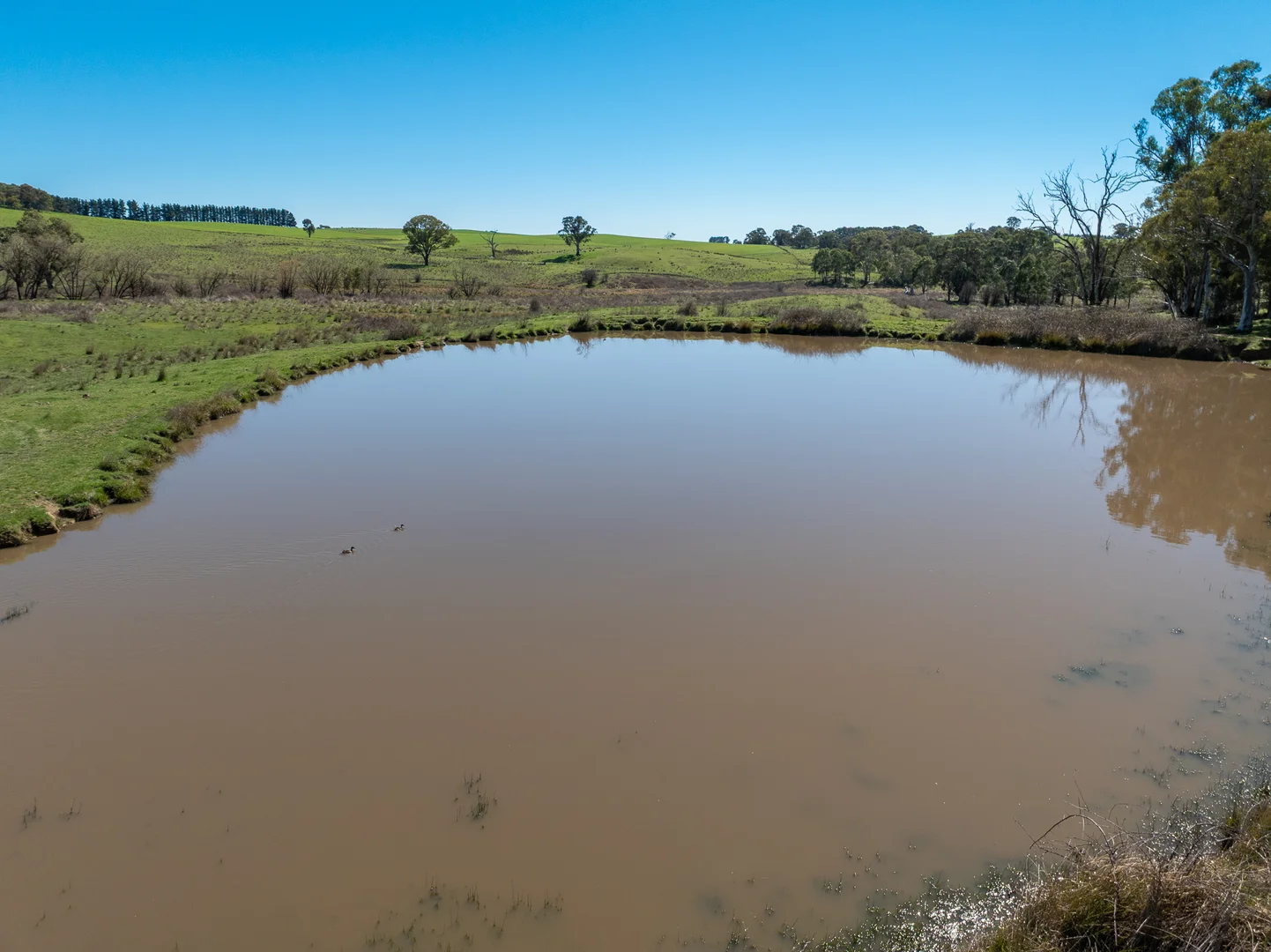 Additional image 8 of 242 Bundaleer Road, Newbridge NSW 2795