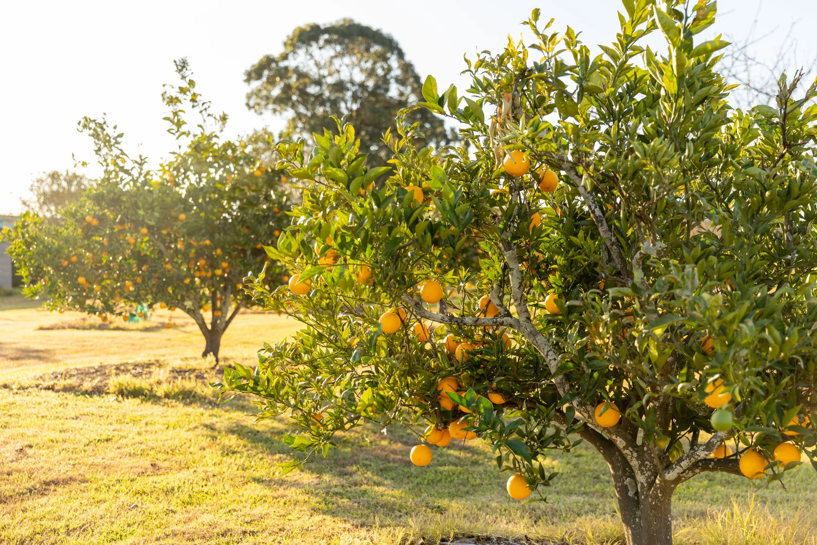 Additional image 18 of 168 Lomas Lane, Nulkaba NSW 2325