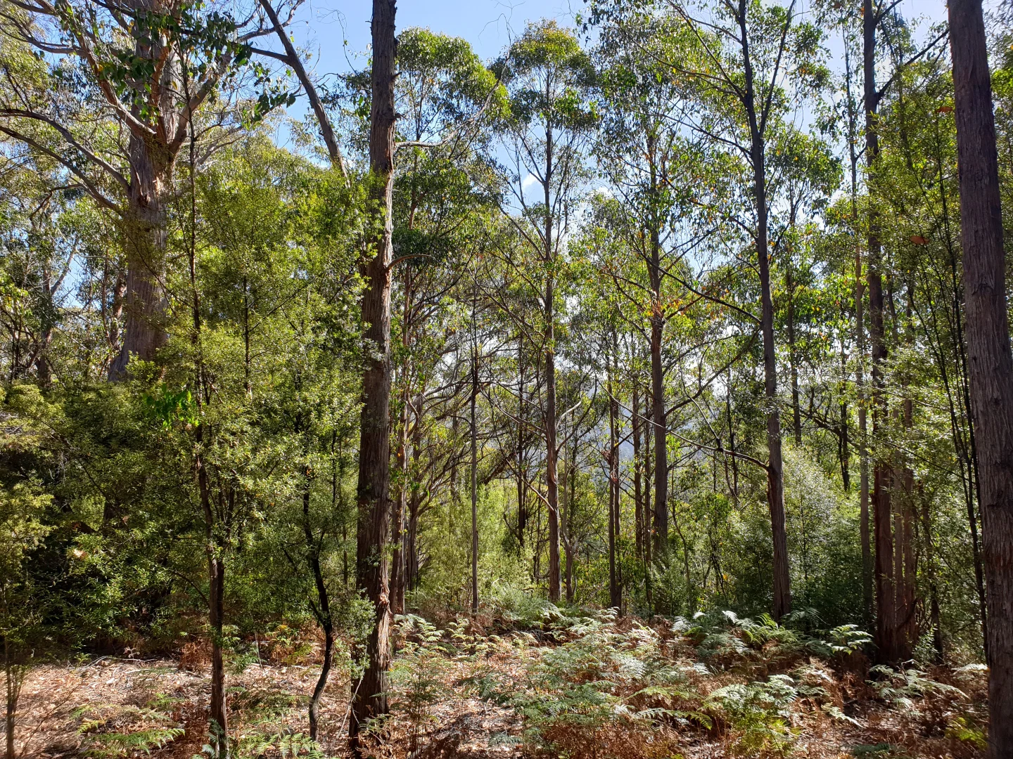 Additional image 15 of Lot 5 Liddells Road, Crabtree TAS 7109