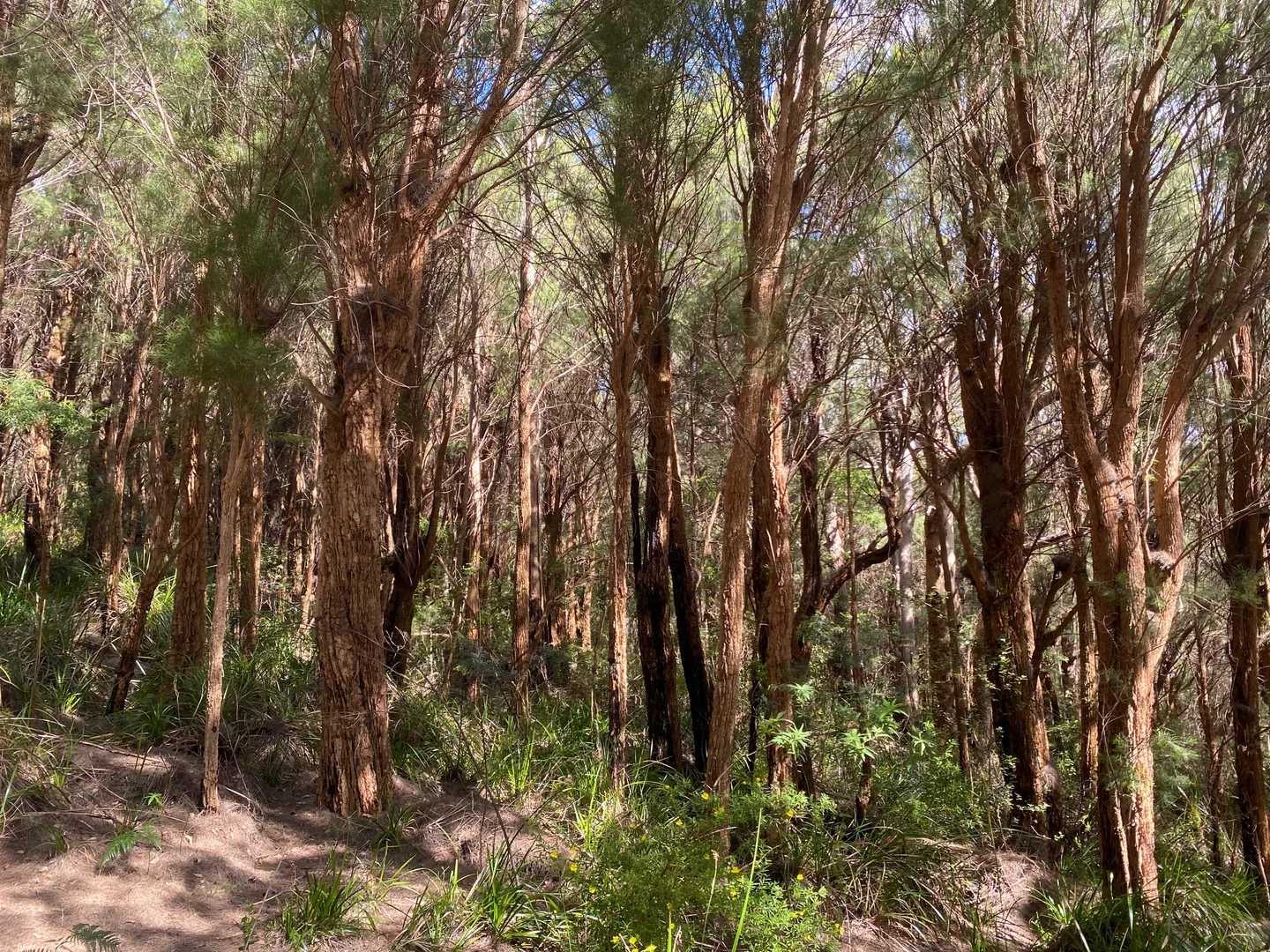 Additional image 4 of 87 Middleton Close, Shadforth WA 6333