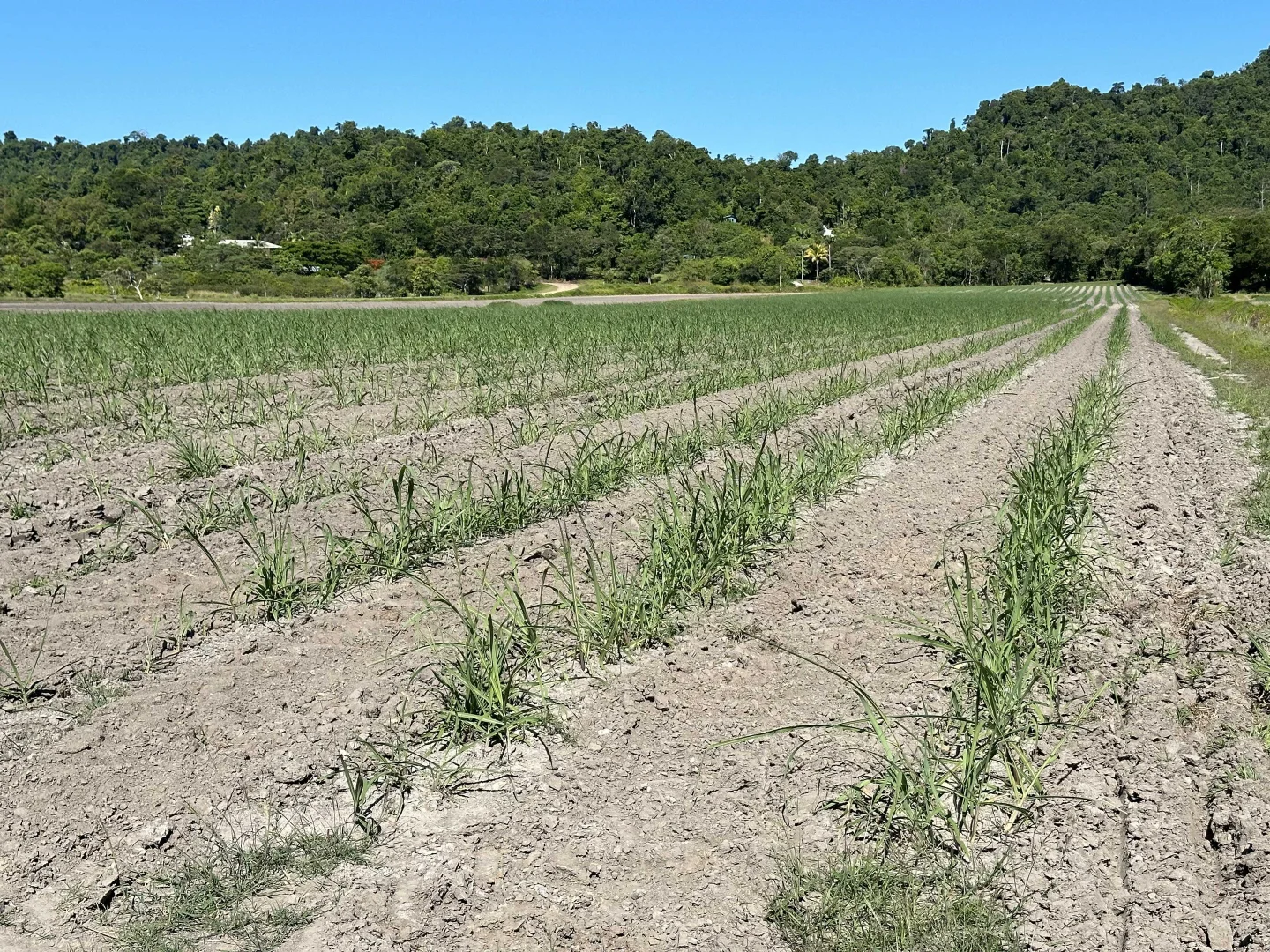 Additional image 10 of East Feluga QLD 4854
