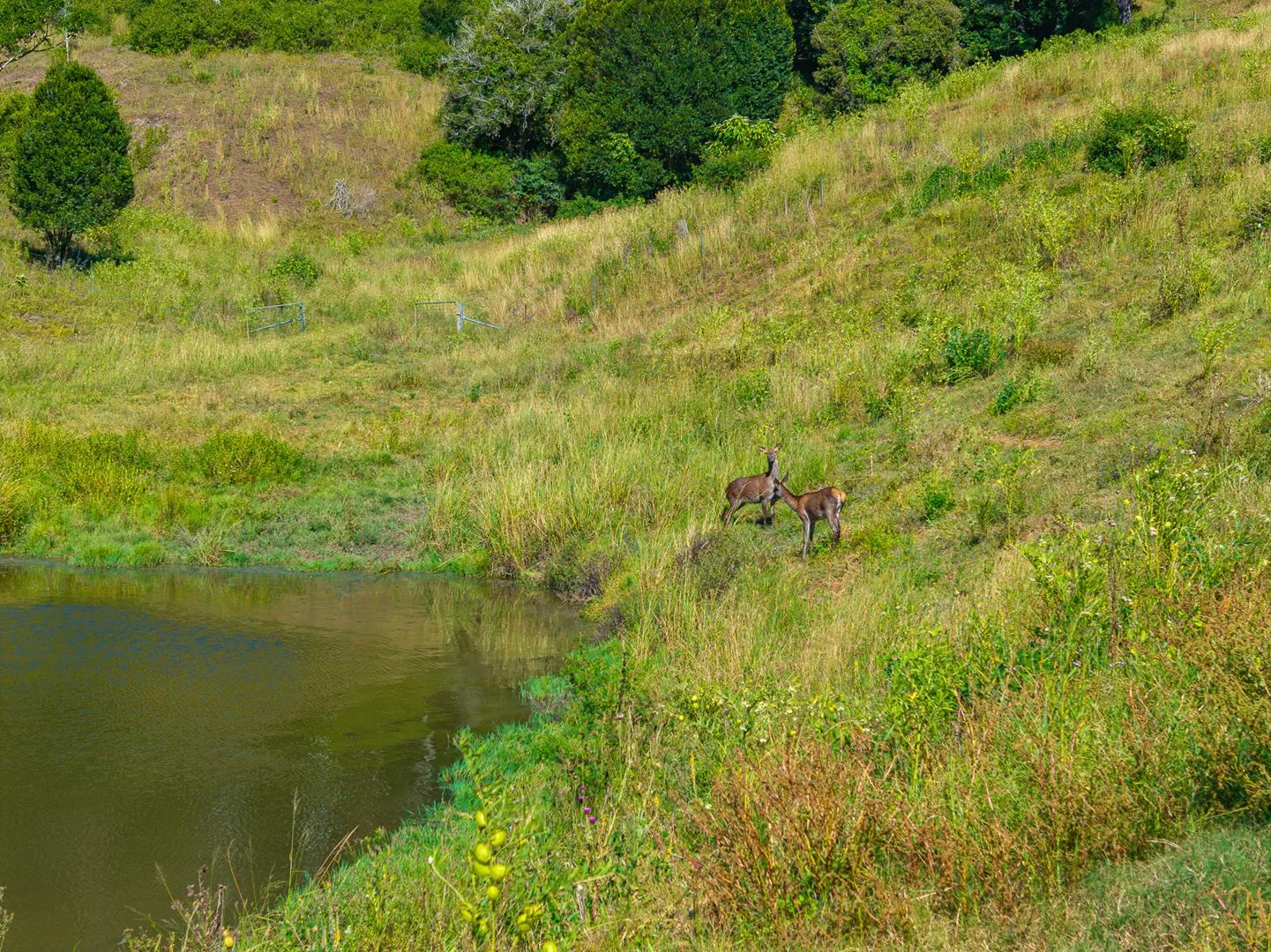 Additional image 29 of 343 Walli Mountain Road, Kenilworth QLD 4574